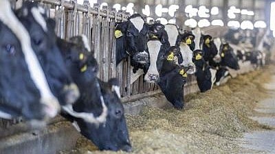 Netherlands detects bird flu antibodies in dairy cow, no active virus found