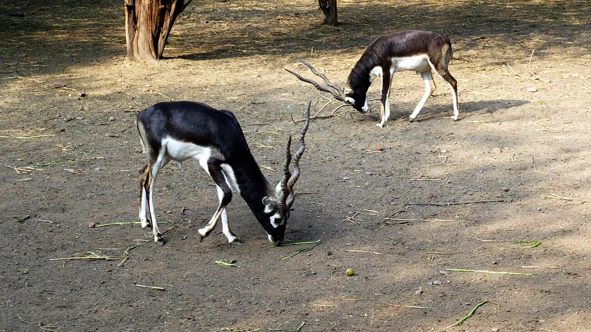Wildlife activist seeks CBI probe into irregularities at Delhi Zoo