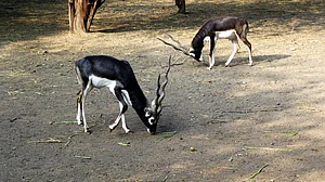 Wildlife activist seeks CBI probe into irregularities at Delhi Zoo