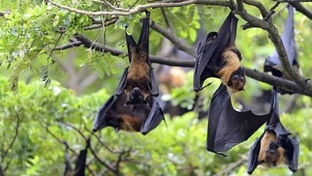 WHO monitors Nipah cases in India, says travel restrictions not needed