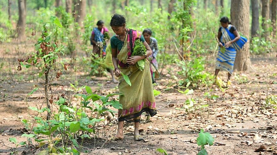 Minor Forest Produce procurement at MSP plunges over 92 pc in 2024–25