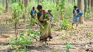 Minor Forest Produce procurement at MSP plunges over 92 pc in 2024–25