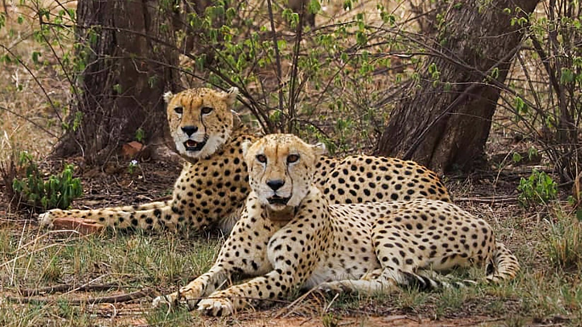 It's good news at Kuno: Cheetah Gamini births three cubs, numbers go up to 38 