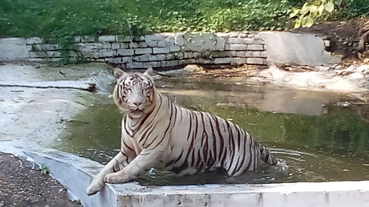 Delhi Zoo to receive tiger, send white tigress to Patna under animal exchange programme