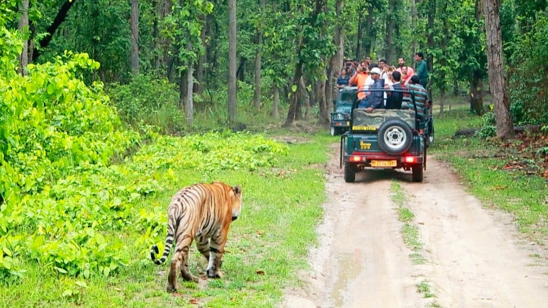 Karnataka: Growing wildlife, shrinking forests fuelling conflict, minister says