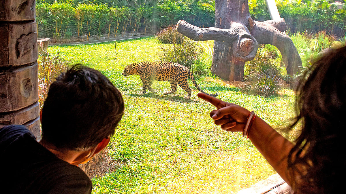 Maharashtra recorded 40 leopard deaths between January and April 2025