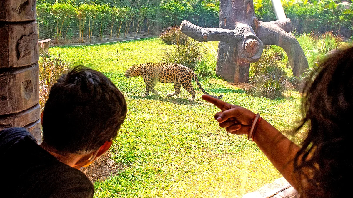 Maharashtra recorded 40 leopard deaths between January and April 2025