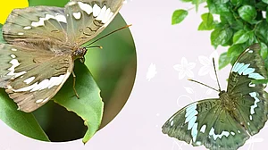 'Osbeckia Zubeengargiana': New butterfly species in Arunachal named after singer Zubeen Garg