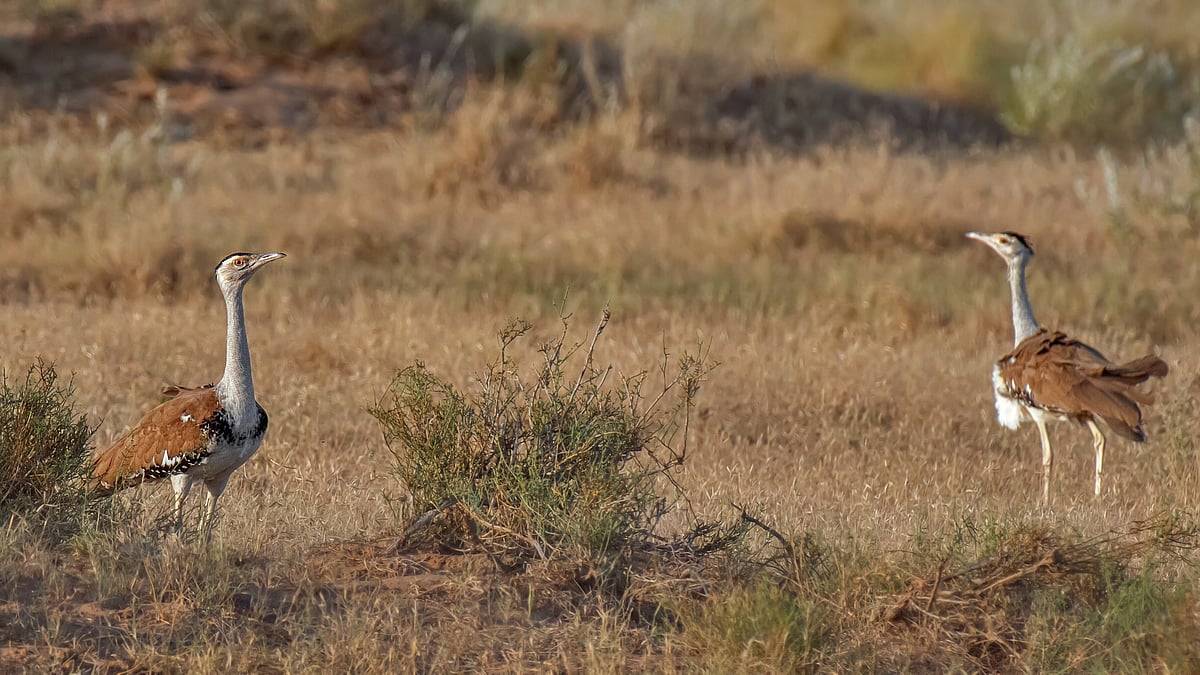 Great Indian Bustard is a critically endangered species