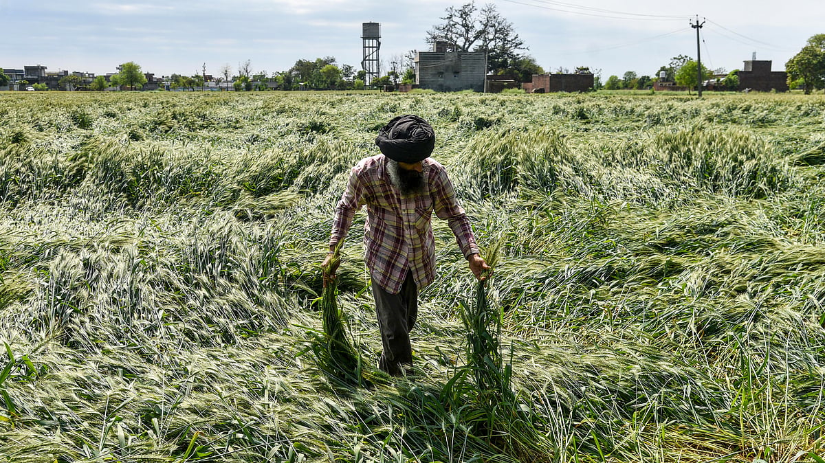 Unseasonal rains, hailstorms devastate Dhule crops, thousands of farmers hit