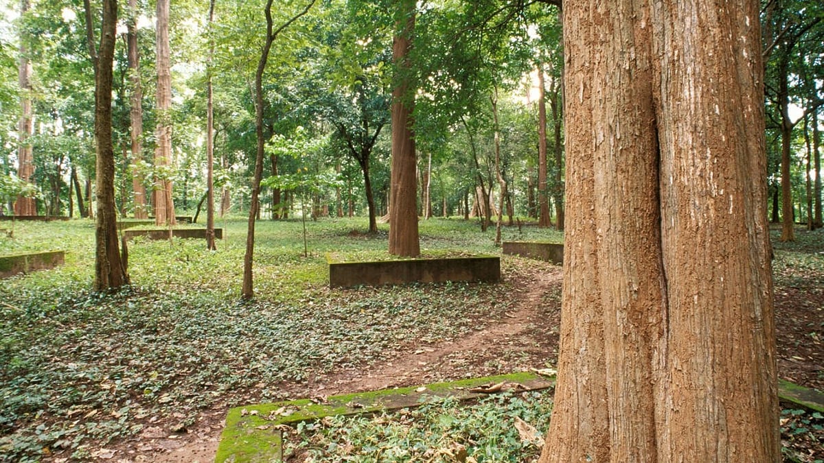 Maharasthra eyes Rs 12,000 crore teak harvest to sustain Ladki Bahin scheme