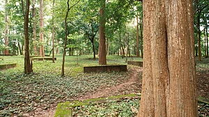 Maharasthra eyes Rs 12,000 crore teak harvest to sustain Ladki Bahin scheme