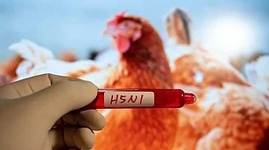 Bird flu outbreak spreads across four districts in Nepal