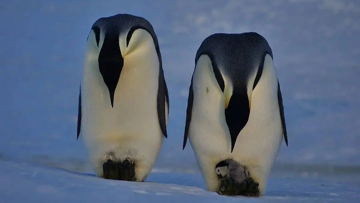 IUCN officials said the findings should prompt urgent global action