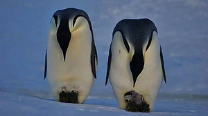 Emperor penguin, Antarctic fur seal now officially endangered: IUCN Red List