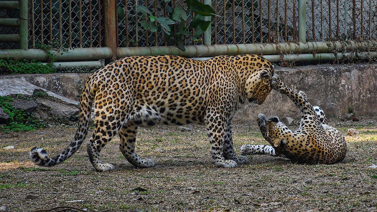 Leopard deaths in Madhya Pradesh raise concerns despite official reassurance