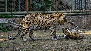Leopard deaths in Madhya Pradesh raise concerns despite official reassurance