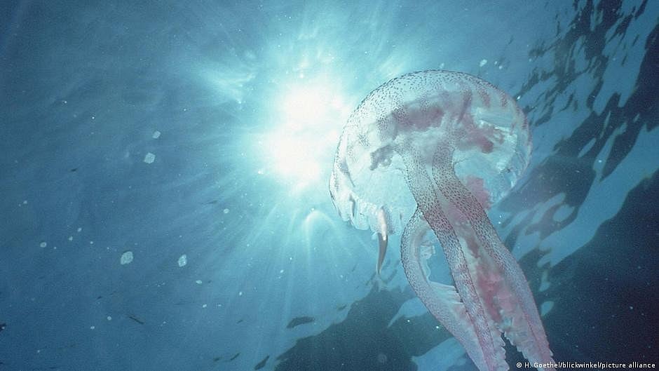 Sea surface temperatures surge to near-record highs, signalling intensifying global warming.