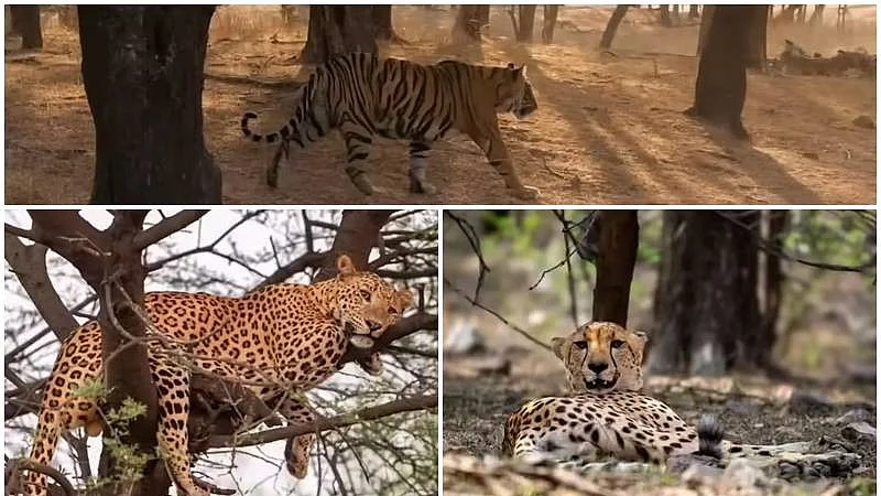Leopards, while adaptable, usually avoid direct encounters with tigers.