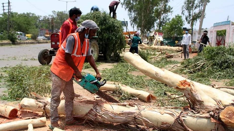 NGT flags illegal tree felling in Dwarka sports project, orders action