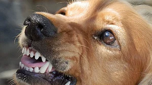 Over 60 injured as stray dog attacks guests at UP wedding venue