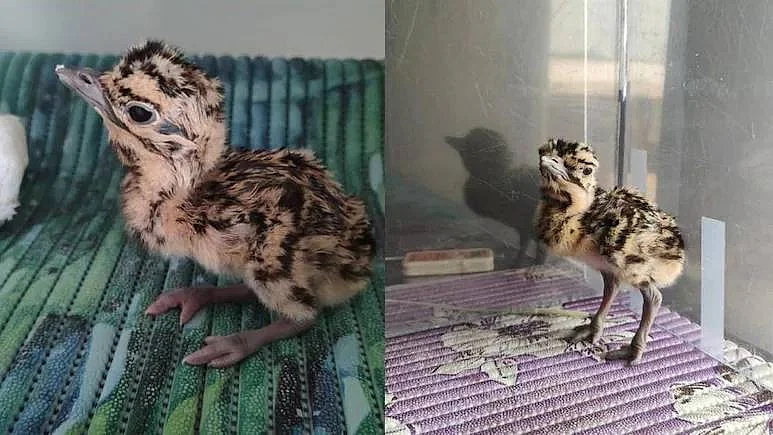 The hatching had earlier been hailed as a major conservation milestone. 