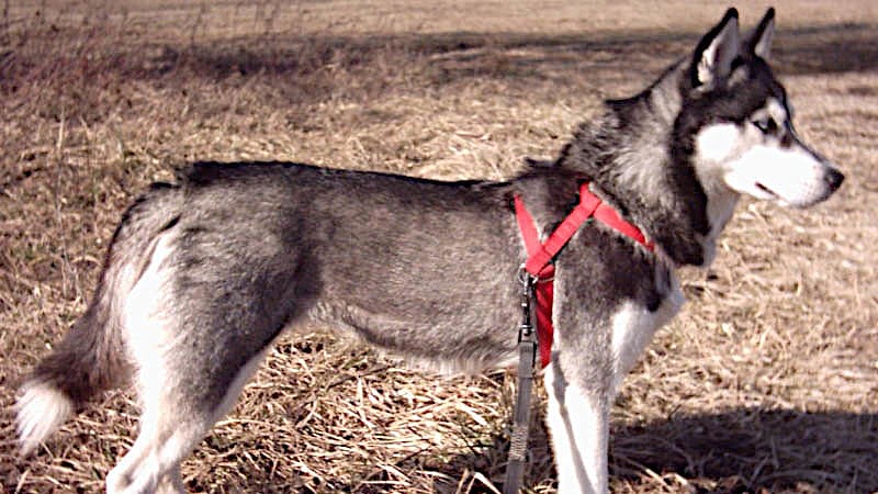 Siberian Husky dogs rescued after being abandoned on Hyderabad road