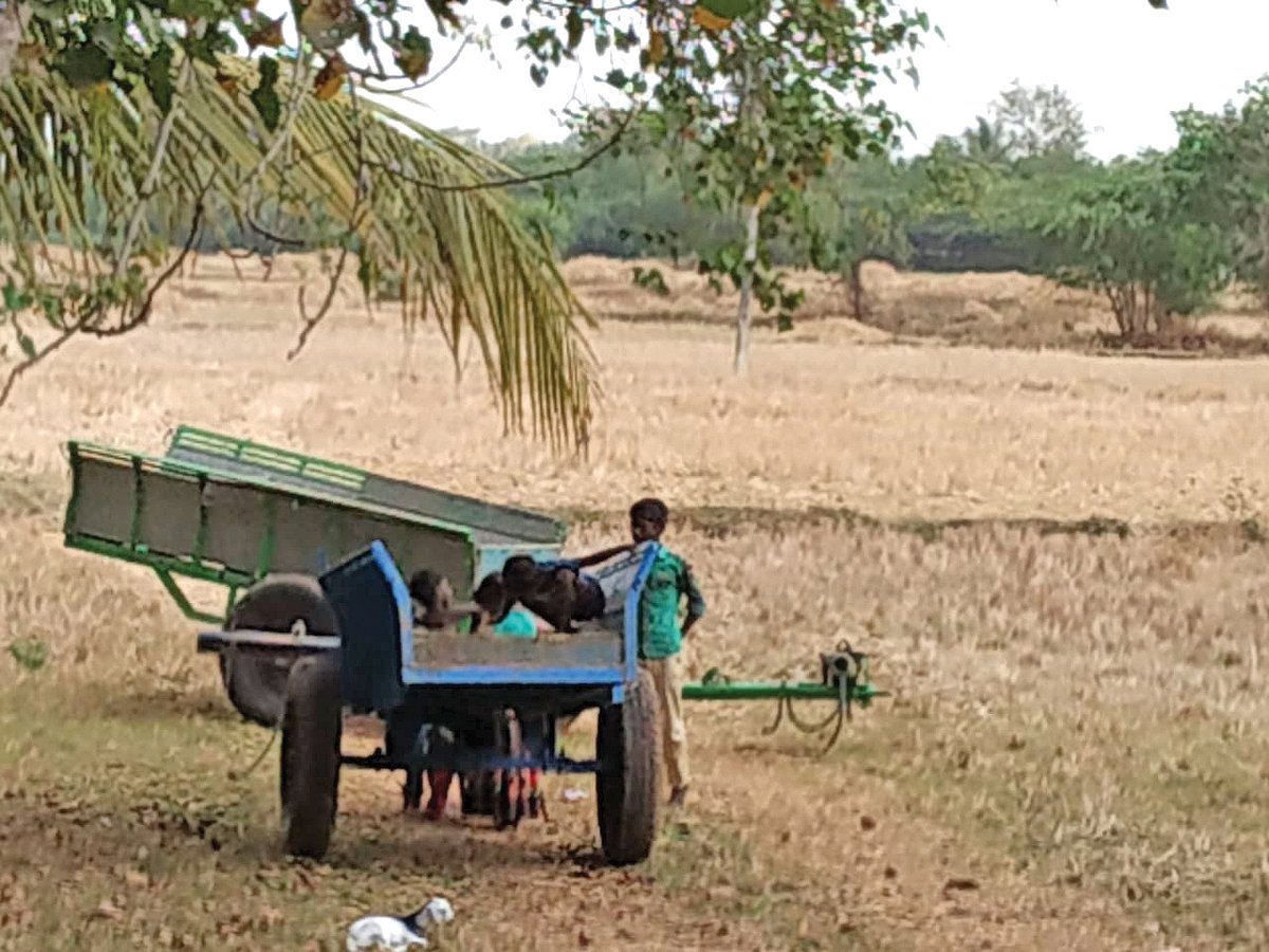 Farmers are now struggling with reduced freshwater inflows and rising sea levels (photo: author)