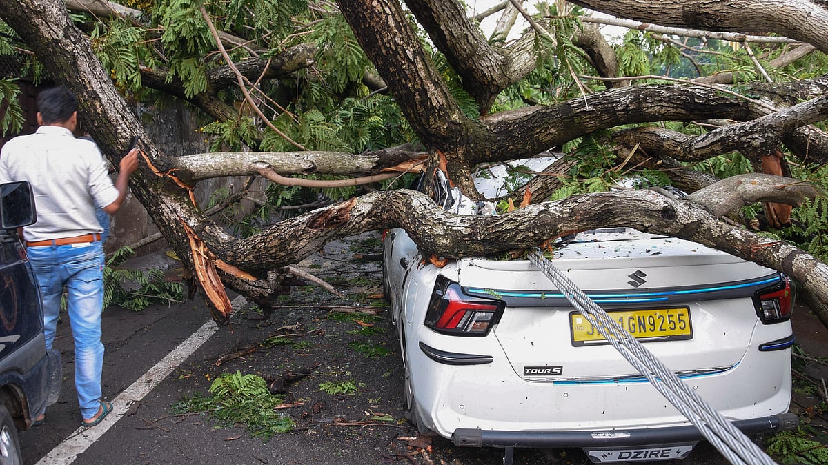 The storm uprooted trees and electricity poles.