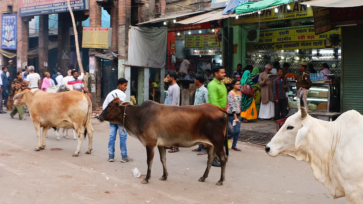 Stray cattle in Varanasi