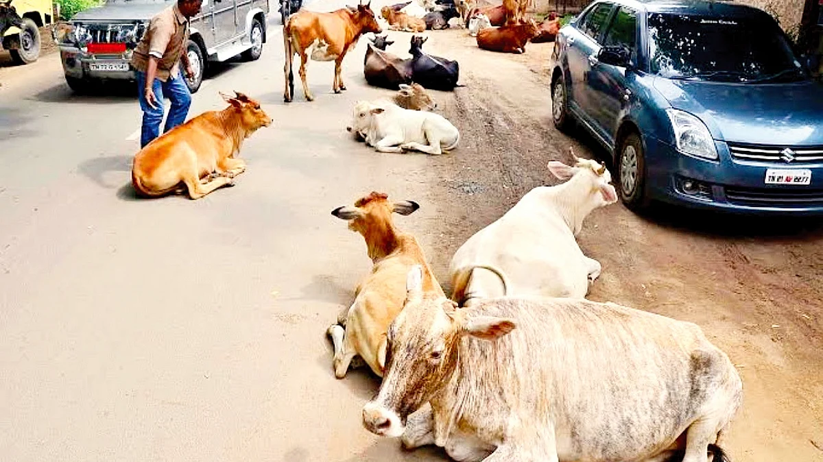 Hindu traders in West Bengal have slammed the BJP crackdown on Eid cattle trade