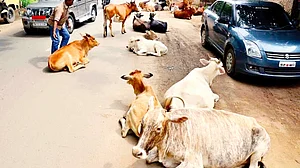 Hindu traders in West Bengal have slammed the BJP crackdown on Eid cattle trade