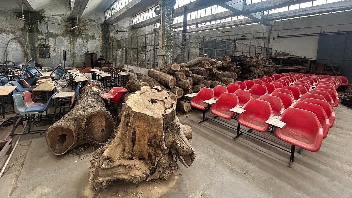 Cut trees stored in the campus premises