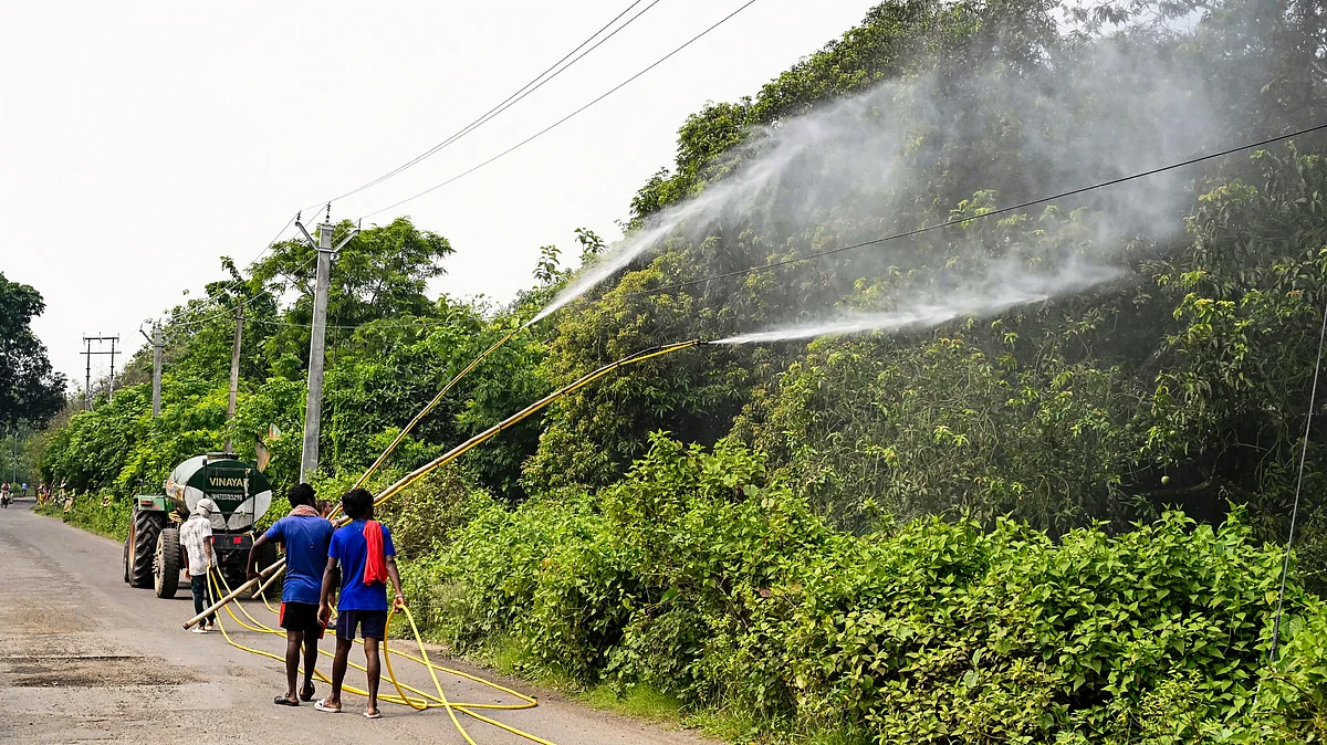 Workers spray mango trees with fungicides in Nadia district, West Bengal, 6 June