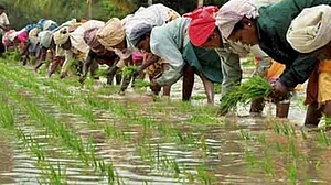 Representative image of paddy farmers at work.