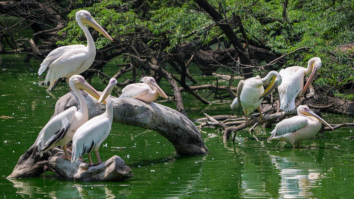 Delhi's ecological resilience index fell from 0.61 in 1991 to 0.36 in 2023.

