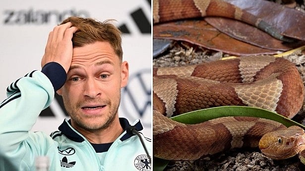 Snakes emerge as unexpected concern for Germany at FIFA World Cup camp