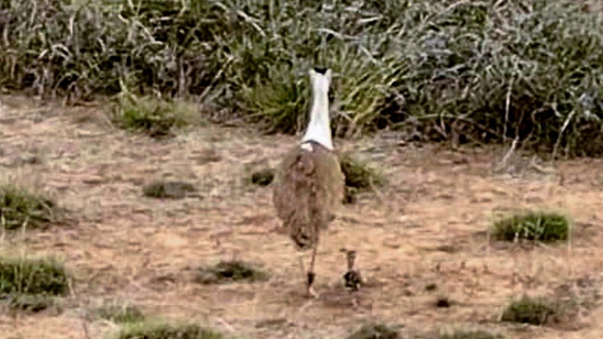 Ramesh recalls how a newspaper photo helped save Great Indian Bustard
