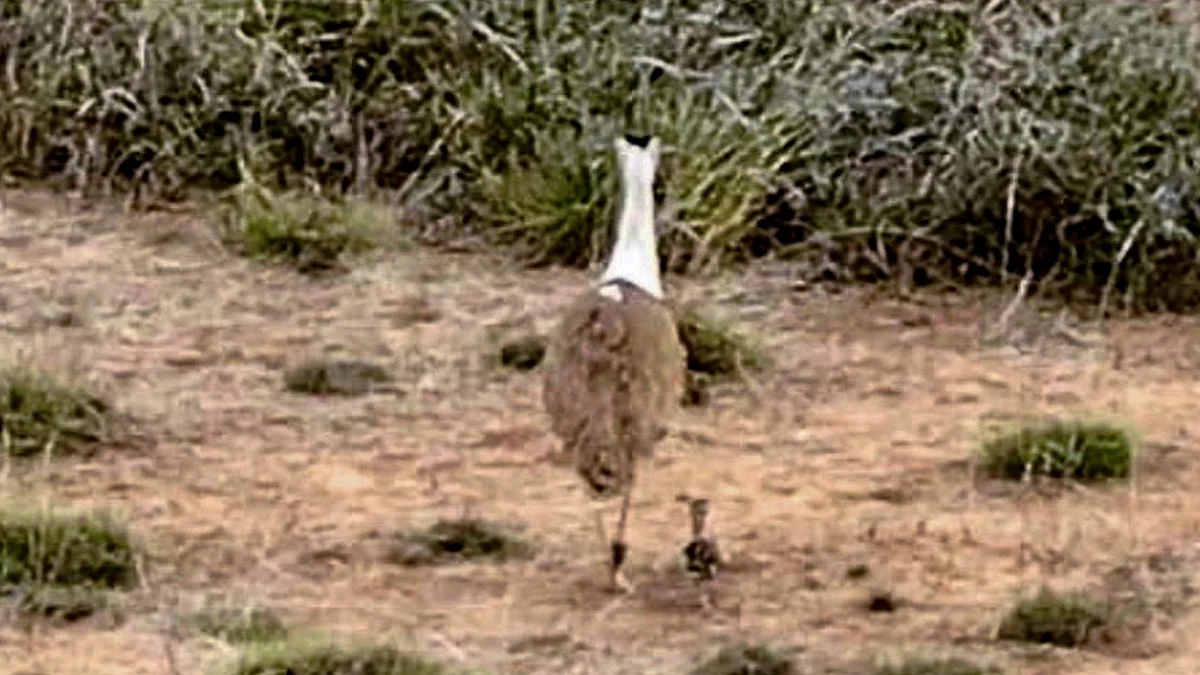 A Great Indian Bustard chick and its foster mother in Kutch.