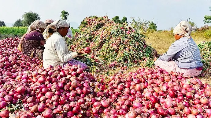 Maharashtra’s onion farmers are forced to sell their produce well below break-even point