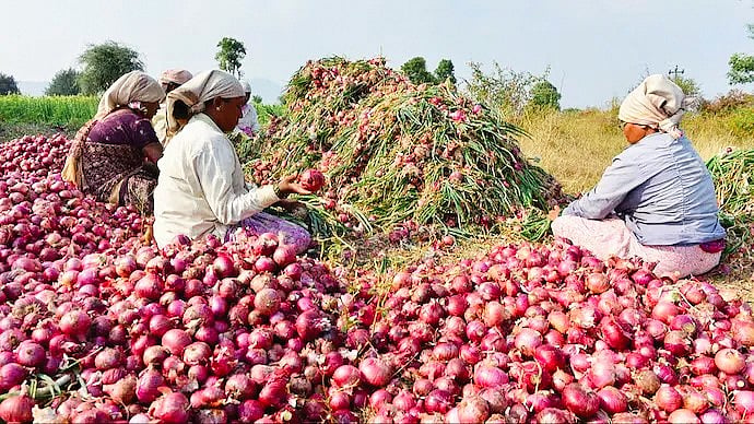 Maharashtra’s onion farmers are forced to sell their produce well below break-even point