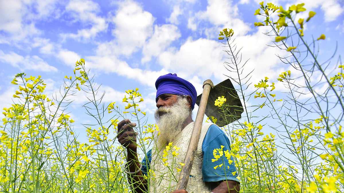 A mustard farmer in Amritsar (file photo)