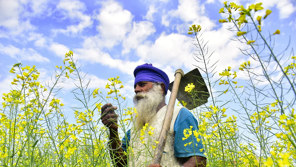 A mustard farmer in Amritsar (file photo)