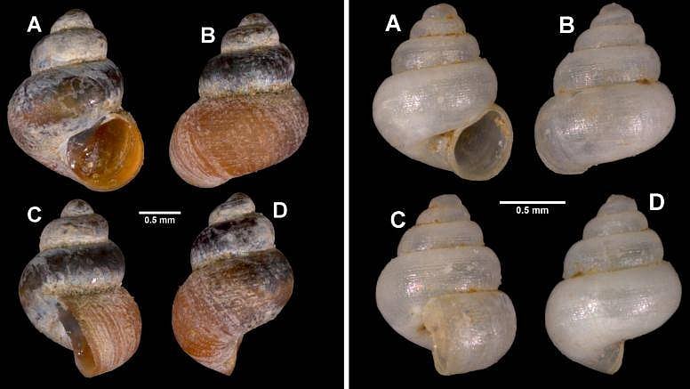 Meghalaya's diverse biodiversity yields discovery of new cave-dwelling, microscopic snails
