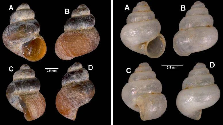 The snail has been named after Meghalaya, where it is currently known to exist exclusively.