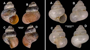 The snail has been named after Meghalaya, where it is currently known to exist exclusively.