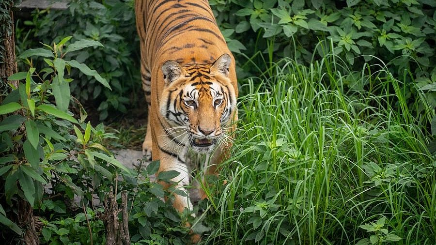 Representational image of a tiger.