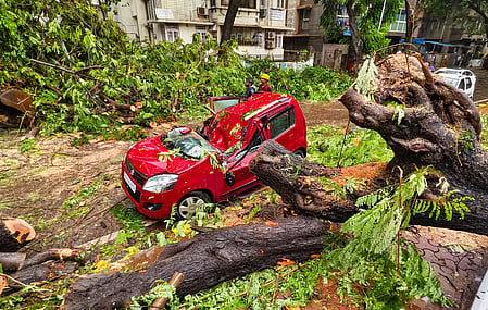 A tree fell in the Chembur area of Mumbai