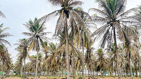 Farmers say the pest is spreading steadily, damaging coconut palms.