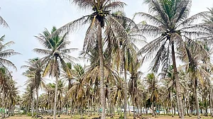 Farmers say the pest is spreading steadily, damaging coconut palms.